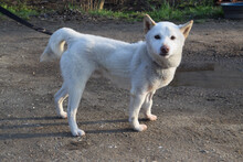 LEMON, Hund, Mischlingshund in Ungarn - Bild 2