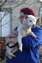 LEMON, Hund, Mischlingshund in Ungarn - Bild 3