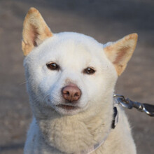 LEMON, Hund, Mischlingshund in Ungarn - Bild 4