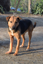 GINO, Hund, Mischlingshund in Ungarn - Bild 1