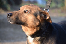 GINO, Hund, Mischlingshund in Ungarn - Bild 2