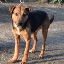 GINO, Hund, Mischlingshund in Ungarn - Bild 3