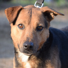 GINO, Hund, Mischlingshund in Ungarn - Bild 4