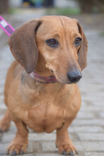 LOLA, Hund, Mischlingshund in Ungarn - Bild 1