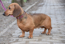 LOLA, Hund, Mischlingshund in Ungarn - Bild 2