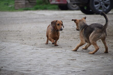 LOLA, Hund, Mischlingshund in Ungarn - Bild 3