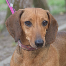 LOLA, Hund, Mischlingshund in Ungarn - Bild 4