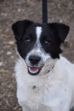 BORIS, Hund, Mischlingshund in Ungarn - Bild 1