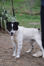 BORIS, Hund, Mischlingshund in Ungarn - Bild 2