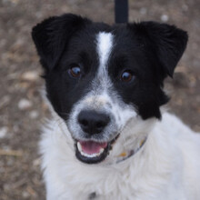 BORIS, Hund, Mischlingshund in Ungarn - Bild 3