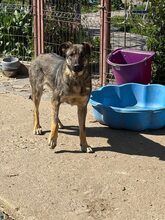 LUCY, Hund, Mischlingshund in Rumänien - Bild 1