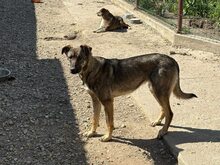 LUCY, Hund, Mischlingshund in Rumänien - Bild 2