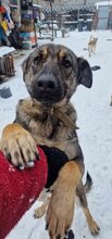 LUCY, Hund, Mischlingshund in Rumänien - Bild 3