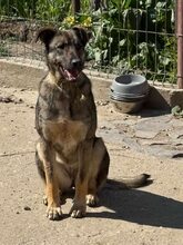 LUCY, Hund, Mischlingshund in Rumänien - Bild 4