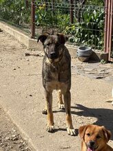 LUCY, Hund, Mischlingshund in Rumänien - Bild 5