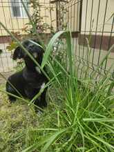 PEPE, Hund, Mischlingshund in Rumänien - Bild 3