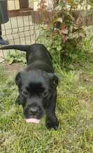 PEPE, Hund, Mischlingshund in Rumänien - Bild 5