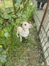 TOBI, Hund, Mischlingshund in Rumänien - Bild 2