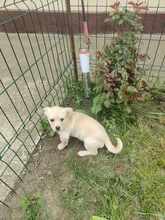 TOBI, Hund, Mischlingshund in Rumänien - Bild 3