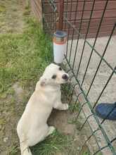 TOBI, Hund, Mischlingshund in Rumänien - Bild 5