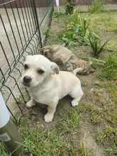 TOBI, Hund, Mischlingshund in Rumänien - Bild 7