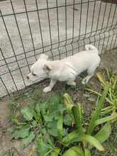 SPIKE, Hund, Mischlingshund in Rumänien - Bild 2