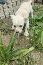 SPIKE, Hund, Mischlingshund in Rumänien - Bild 3