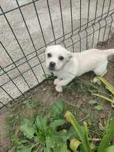 SPIKE, Hund, Mischlingshund in Rumänien - Bild 6