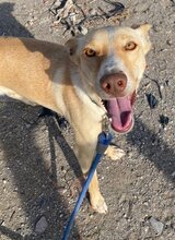 CHARLY, Hund, Podenco-Mix in Spanien - Bild 1