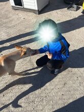 CHARLY, Hund, Podenco-Mix in Spanien - Bild 10