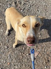 CHARLY, Hund, Podenco-Mix in Spanien - Bild 11