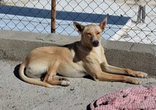 CHARLY, Hund, Podenco-Mix in Spanien - Bild 2