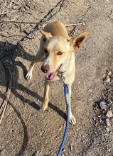 CHARLY, Hund, Podenco-Mix in Spanien - Bild 3