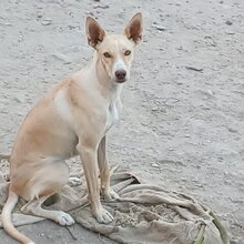 CHARLY, Hund, Podenco-Mix in Spanien - Bild 4