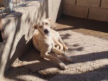 CHARLY, Hund, Podenco-Mix in Spanien - Bild 5