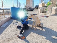CHARLY, Hund, Podenco-Mix in Spanien - Bild 6