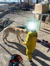 CHARLY, Hund, Podenco-Mix in Spanien - Bild 7