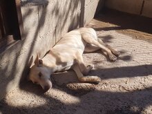 CHARLY, Hund, Podenco-Mix in Spanien - Bild 8