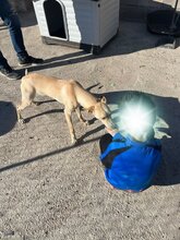 CHARLY, Hund, Podenco-Mix in Spanien - Bild 9