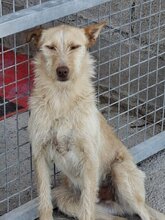 SCOTT, Hund, Podenco-Mix in Spanien - Bild 1
