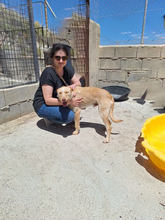 SCOTT, Hund, Podenco-Mix in Spanien - Bild 2