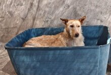 SCOTT, Hund, Podenco-Mix in Spanien - Bild 3