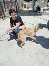 SCOTT, Hund, Podenco-Mix in Spanien - Bild 4