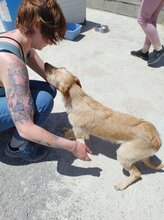 SCOTT, Hund, Podenco-Mix in Spanien - Bild 5
