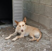SCOTT, Hund, Podenco-Mix in Spanien - Bild 6