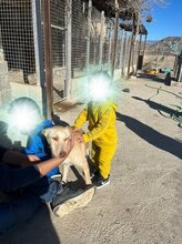 SCOTT, Hund, Podenco-Mix in Spanien - Bild 7