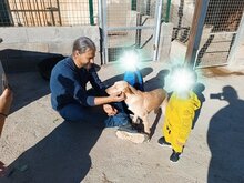 SCOTT, Hund, Podenco-Mix in Spanien - Bild 8