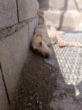 SCOTT, Hund, Podenco-Mix in Spanien - Bild 9