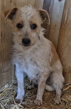 HIME, Hund, Mischlingshund in Ungarn - Bild 1