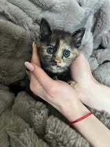 MABLE, Katze, Europäisch Kurzhaar in Bulgarien - Bild 1